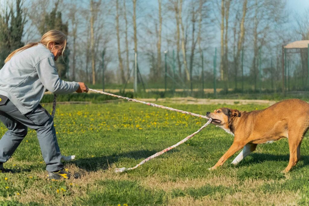 Contatti personali squadra quattro zampe