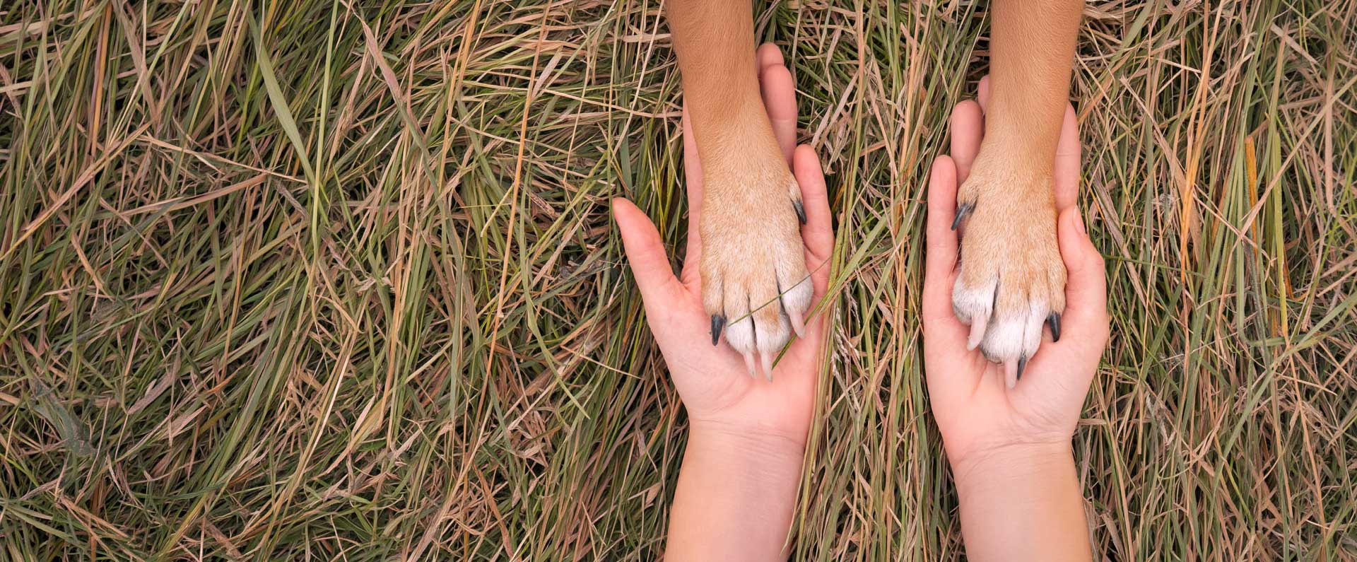 “Se vuoi adottare un cane, c’è un mondo a disposizione”